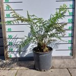 Diksónia antarktická (Dicksonia antarctica) – výška 40-60 cm, kont. C10L